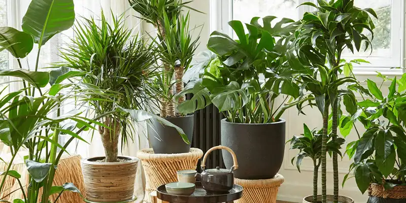 دکوراسیون با گیاهان آپارتمانی