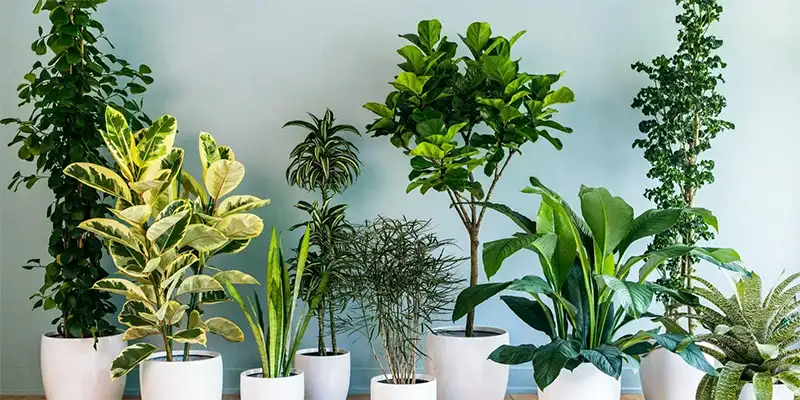 10 اصول فنگ‌شویی در آشپزخانه